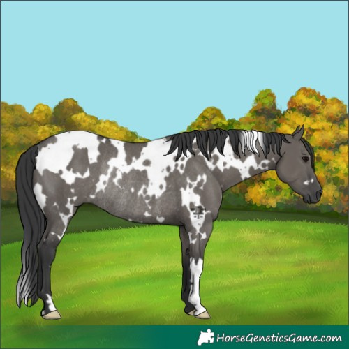 Horse Color:White Spotted Grullo Rabicano 