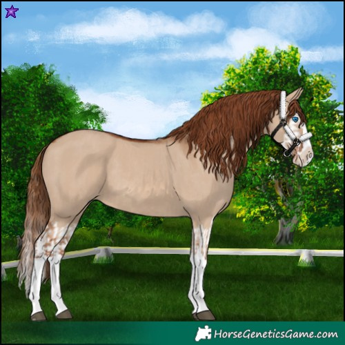 Horse Color:Red Dun Splash  and Red Dun Splash 