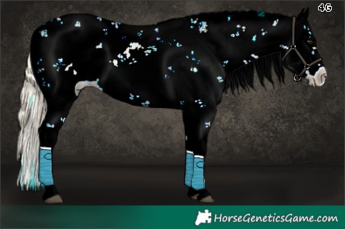 Horse Color:Palomino Sabino 