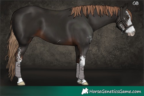 Horse Color:Liver Chestnut Sabino 