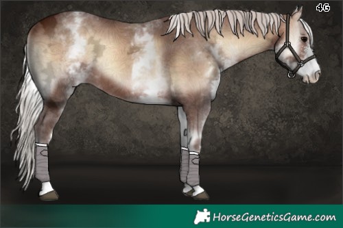 Horse Color:White Spotted Silver Bay Ice Onyx Sabino 