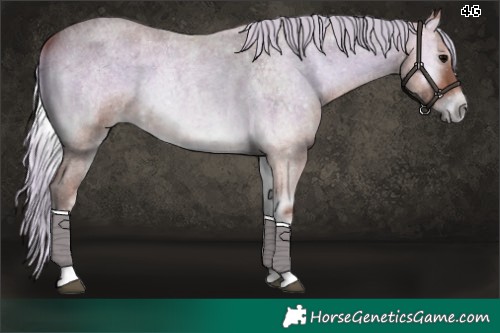 Horse Color:Silver Bay Ice Roan Onyx 