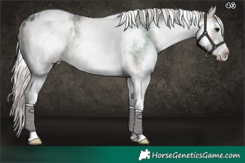 Horse Color:White Spotted Silver Blue Onyx Appaloosa 