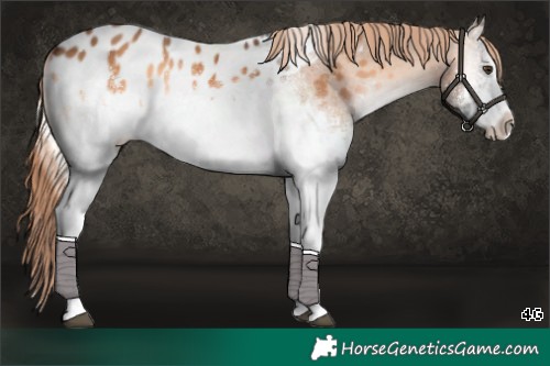 Horse Color:White Spotted Liver Red Dun Onyx Appaloosa 