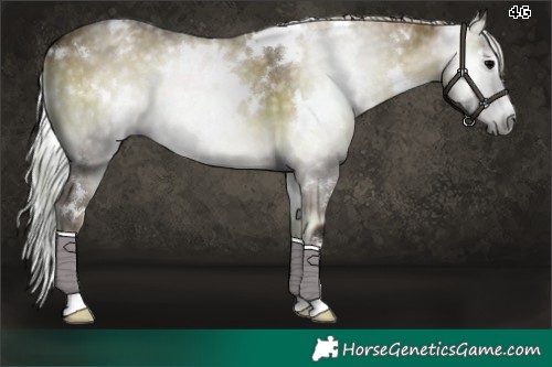 Horse Color:Gray White Spotted Silver Grullo Onyx Appaloosa 