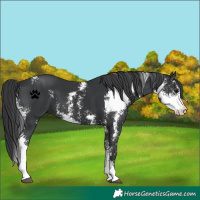 Horse Color:Black Sabino 