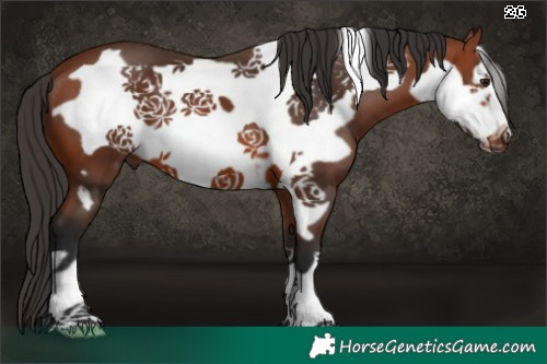 Horse Color:Bay Frame 