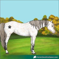 Horse Color:Buckskin Near Leopard 