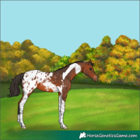 Horse Color:Bay Tobiano Blanket