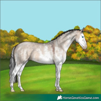 Horse Color:White Spotted Brown Dun Splash