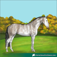Horse Color:White Spotted Brown Dun Splash Rabicano 