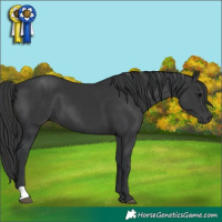 Horse Color:Black 