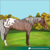 Horse Color:Silver Brown Roan Appaloosa 