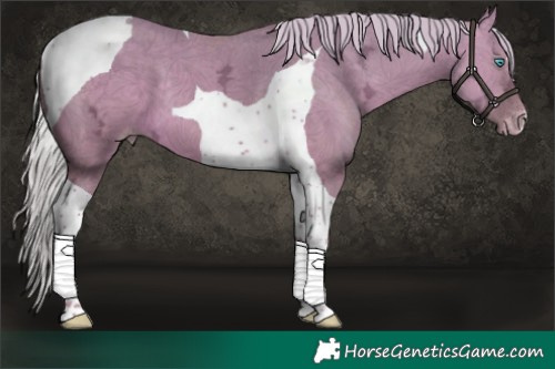 Horse Color:Silver Amber Cream Champagne Ice Dun Tobiano 