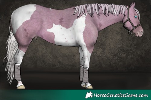 Horse Color:Silver Amber Cream Champagne Ice Dun Tobiano 