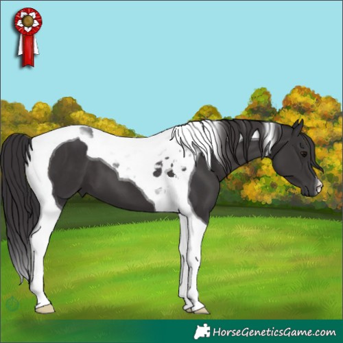 Horse Color:Smoky Black Tobiano 