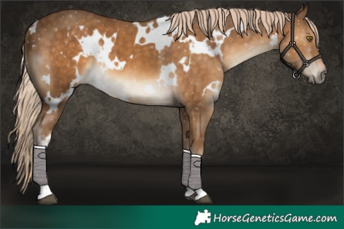 Horse Color:White Spotted Chocolate Palomino 