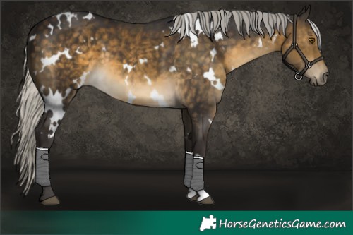 Horse Color:White Spotted Silver Buckskin 