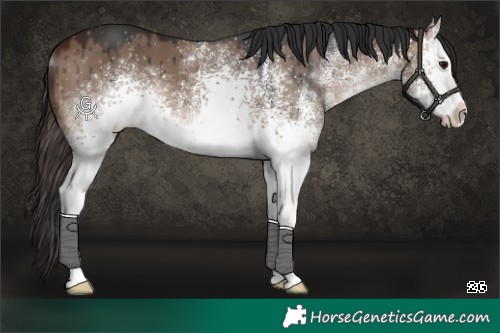 Horse Color:White Spotted Brown Dun Brindle 