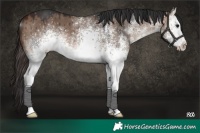 Horse Color:White Spotted Brown Dun Brindle
