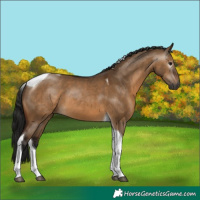 Horse Color:Gray Bay Dun Tobiano 