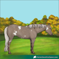 Horse Color:White Spotted Silver Grullo Rabicano