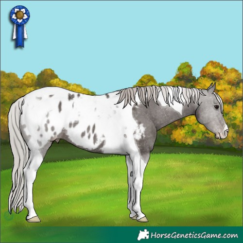Horse Color:Silver Black Tobiano Appaloosa Rabicano 
