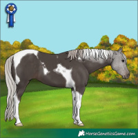 Horse Color:Silver Black Tobiano 