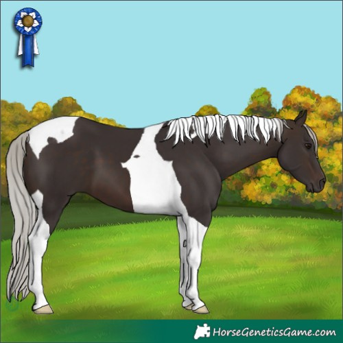 Horse Color:Silver Brown Tobiano 