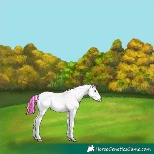 Horse Color:Painted Chestnut Ice Leopard Rabicano 