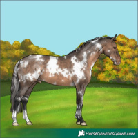 Horse Color:White Spotted Brown Dun Varnish