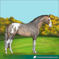 Horse Color:Buckskin Roan Splash Blanket
