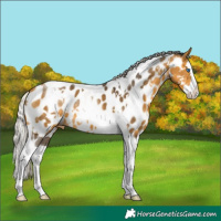 Horse Color:White Spotted Silver Buckskin Splash Tobiano Appaloosa 