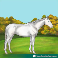 Horse Color:Perlino Tobiano Appaloosa
