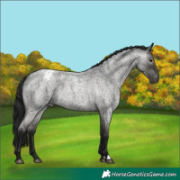 Horse Color:Gray Blue Roan Appaloosa 