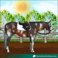 Horse Color:Brown Sabino 