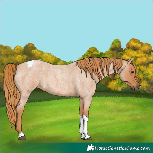 Horse Color:Red Roan Tobiano 