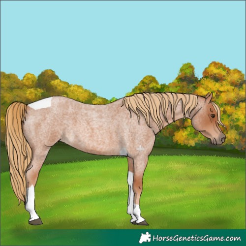 Horse Color:Red Roan Tobiano 