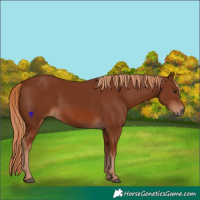 Horse Color:Chestnut 