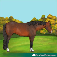 Horse Color:Bay 