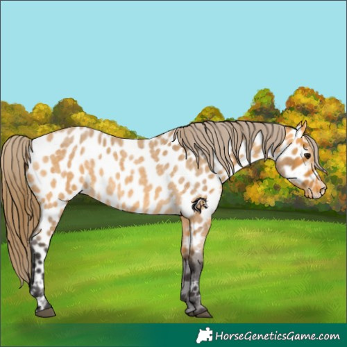 Horse Color:Buckskin Roan Appaloosa 