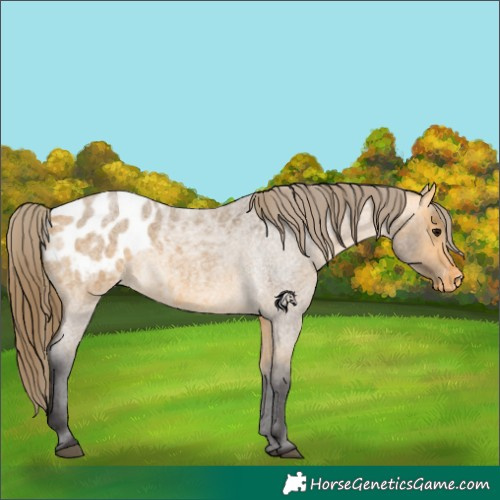 Horse Color:Buckskin Roan Appaloosa 