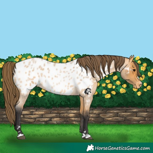Horse Color:Buckskin Roan Appaloosa