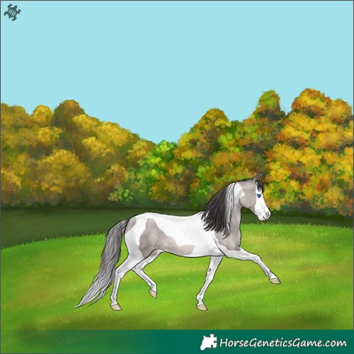 Horse Color:Platinum Amber Champagne Splash Tobiano 