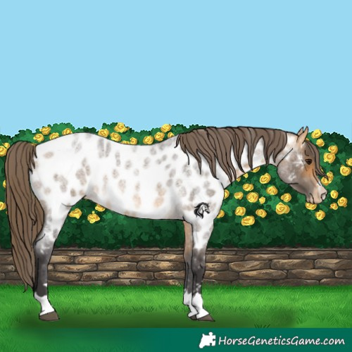 Horse Color:Buckskin Roan Appaloosa