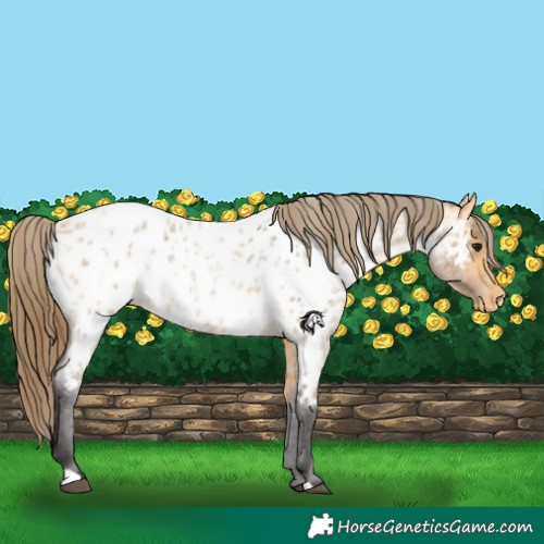 Horse Color:Buckskin Roan Appaloosa 