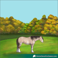 Horse Color:White Spotted Sable Champagne Dun Splash