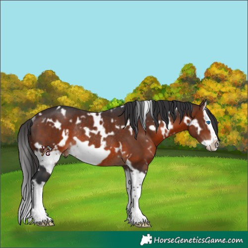 Horse Color:White Spotted Brown Splash Frame Rabicano 