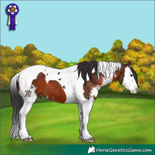Horse Color:Brown Sabino Splash Tobiano 
