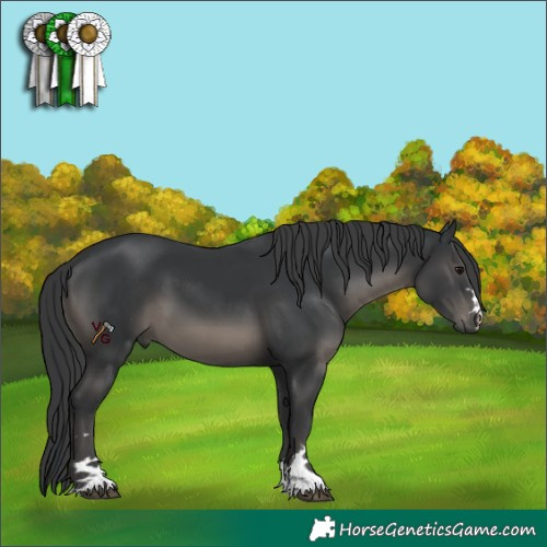 Horse Color:Black 